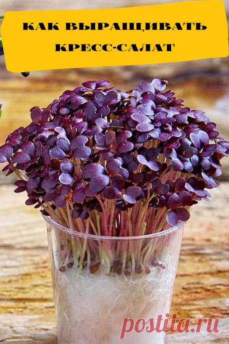 как выращивать кресс-салат