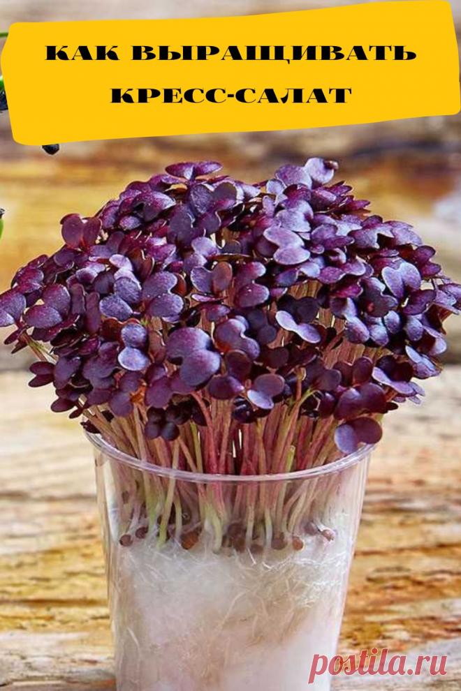 как выращивать кресс-салат