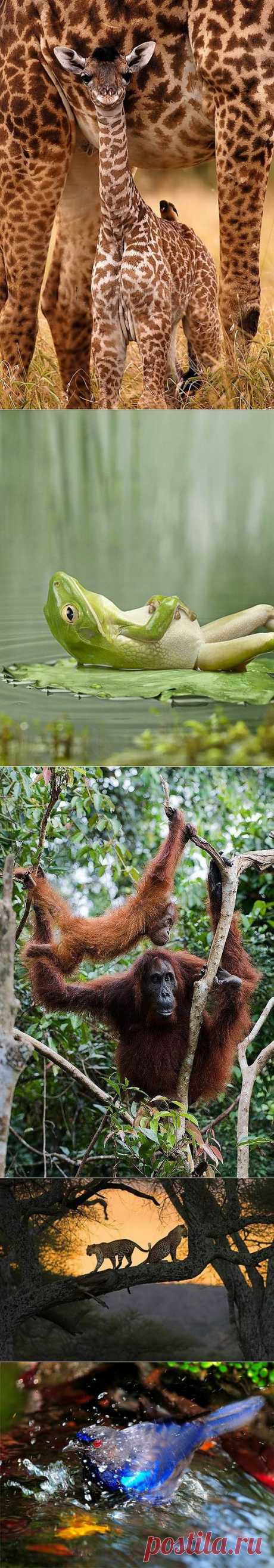 Великолепные моменты из мира животных (60 фото) » RadioNetPlus.ru развлекательный портал