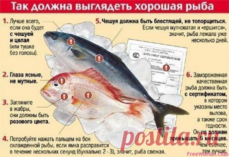 Рыба хорошего качества, как выбрать рыбу, как правильно выбирать рыбу Как правильно  выбрать рыбу хорошего качества знаете? 
Лучше всего, когда она с чешуей и с головой или тушка без головы
 Глаза ясные, не мутные