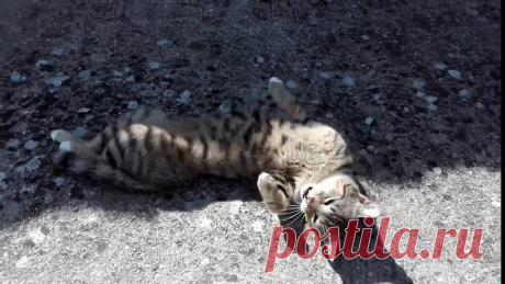 Котик греется на солнышке! А как хозяюшка его любит, словами не передать!