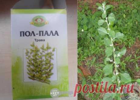 Пол-пала – хирург без скальпеля 
 
Без преувеличения можно сказать: пол-пола способна заменить целую аптеку. Эта трава является мощным стимулятором солевого обмена в организме. Лечит и подагру, и полиартрит. Как солевыводящее средство применяется при пиелонефрите, мочекаменной болезни, циститах. Способствует снятию воспалительного процесса мочевыводящих путей и мочевого пузыря, в придатках, в почечных лоханках (пиелит), простате (простатит). 
 
Отвар пол-полы является силь...
