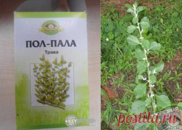 Пол-пала – хирург без скальпеля 
 
Без преувеличения можно сказать: пол-пола способна заменить целую аптеку. Эта трава является мощным стимулятором солевого обмена в организме. Лечит и подагру, и полиартрит. Как солевыводящее средство применяется при пиелонефрите, мочекаменной болезни, циститах. Способствует снятию воспалительного процесса мочевыводящих путей и мочевого пузыря, в придатках, в почечных лоханках (пиелит), простате (простатит). 
 
Отвар пол-полы является силь...