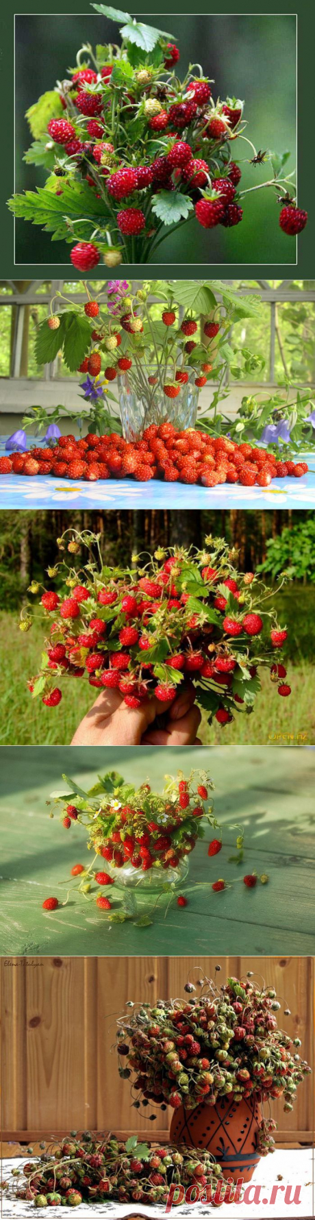 Земляничный натюрморт.