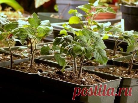 ПРОСТОЙ И НЕТРУДОЕМКИЙ СПОСОБ ВЫРАСТИТЬ РАССАДУ
Оригинальный способ выращивания рассады. Нет ни грязи, ни забот по поливу (по крайней мере первое время).
Берете пластмассовую бутылку. Только обязательно прозрачную (не голубую, не зеленоватую) разрезаете пополам вдоль (по длине). На половинку укладываете 6-8 слоев туалетной бумаги. Затем сверху ее надо хорошо намочить, но чтобы воды не было (перевернули лишняя стечет-бумага никуда не денется)
Сверху укладываете семена, как-...