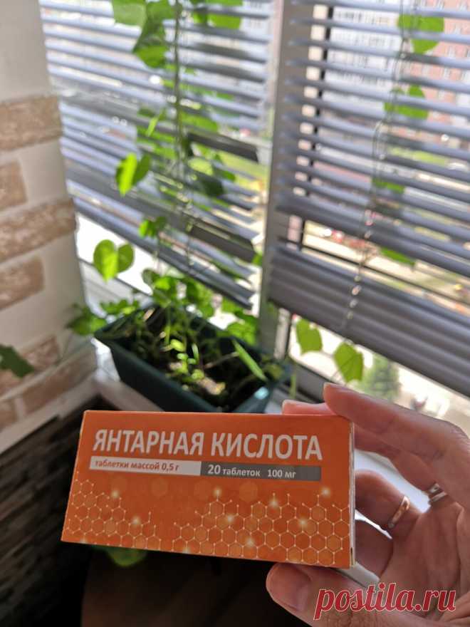 Поливала один цветок янтарной кислотой, второй просто водой. Прошло 2 месяца. Покажу, что с цветами | Софийка | Яндекс Дзен