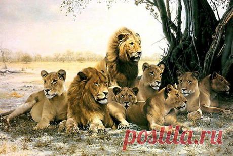 Фото Без названия. Альбом ЦАРЬ ЗВЕРЕЙ - 50 фото. Фотографии ⊰✿⊱ ОЛЬГА ⊰✿⊱.