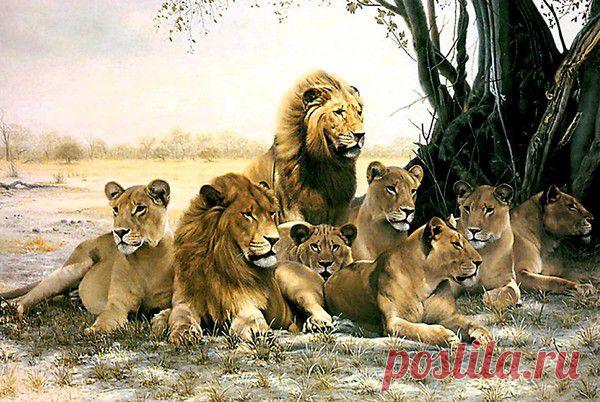 Фото Без названия. Альбом ЦАРЬ ЗВЕРЕЙ - 50 фото. Фотографии ⊰✿⊱ ОЛЬГА ⊰✿⊱.