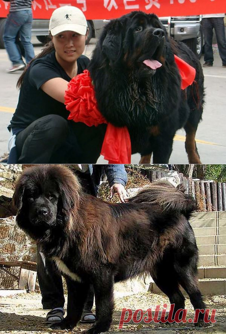Самая дорогая собака в мире