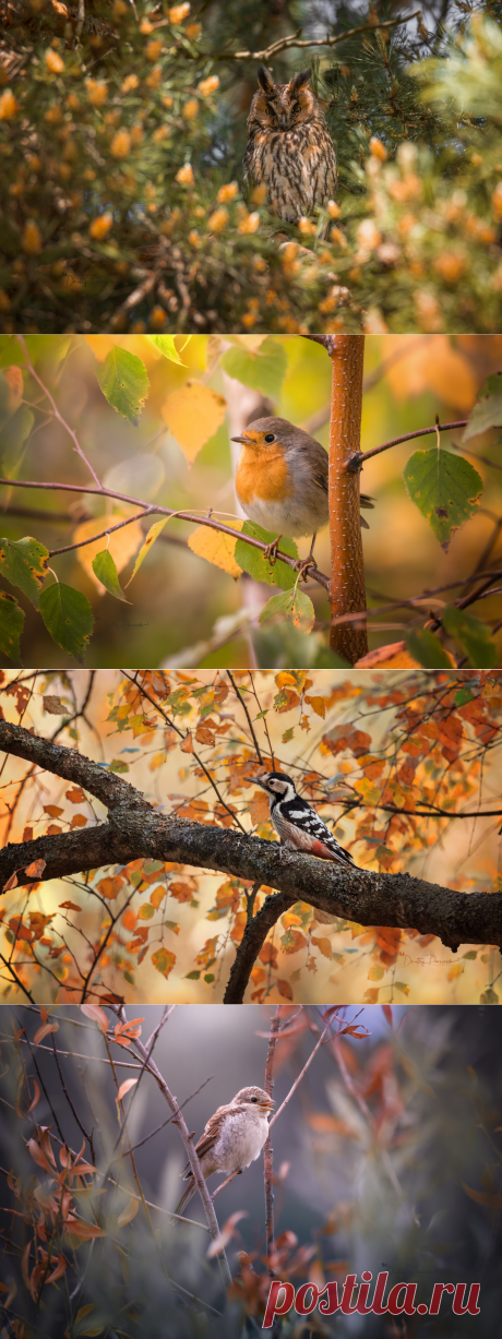 Осень и птицы. Фотограф Дмитрий Посевич