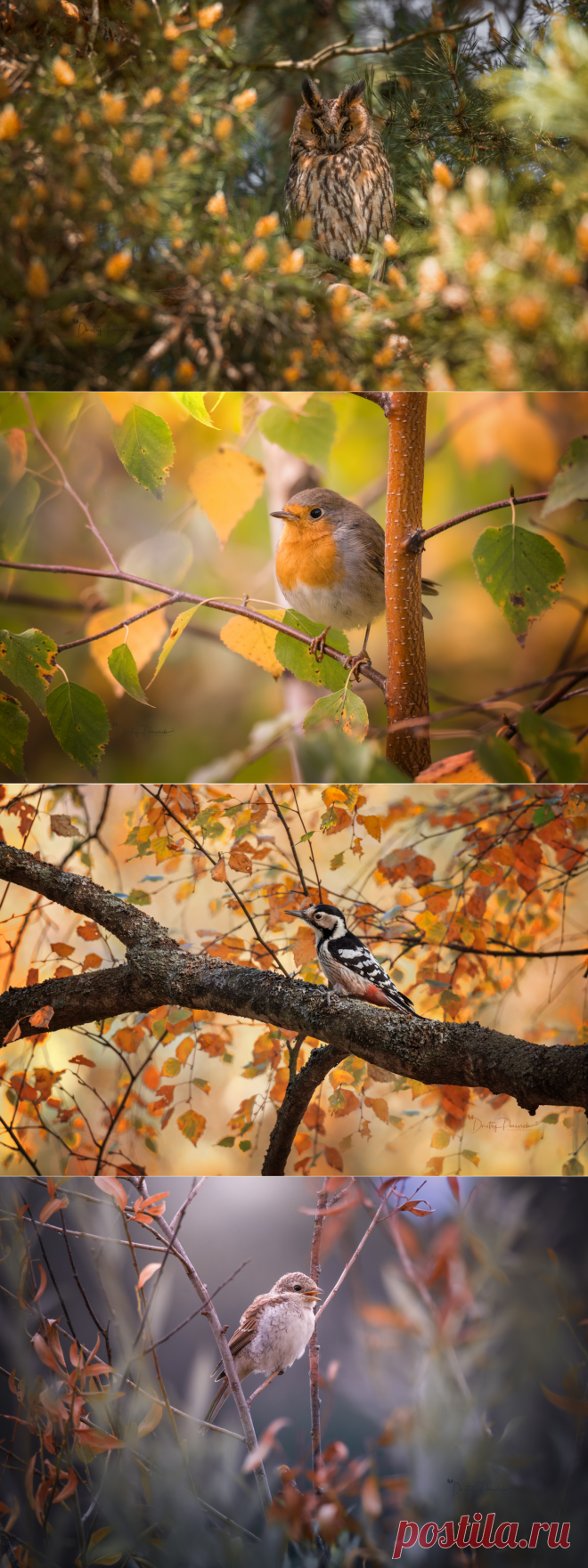 Осень и птицы. Фотограф Дмитрий Посевич