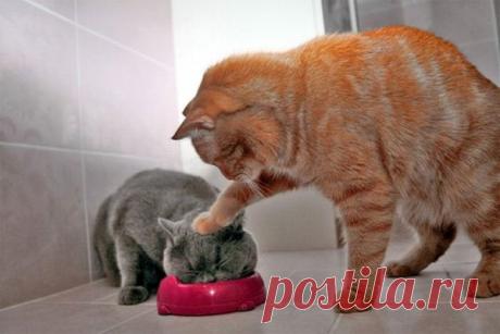 Полезные жиры, которых вообще не нужно бояться