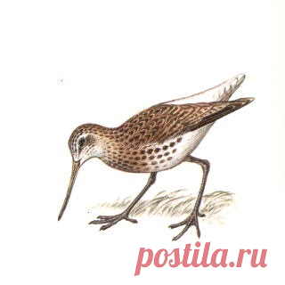 Исчезающие птицы: Охотский улит Исчезающие птицы, Охотский улит