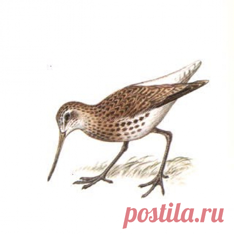 Исчезающие птицы: Охотский улит Исчезающие птицы, Охотский улит