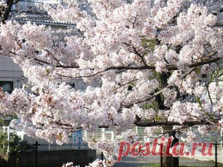 Пессимист в Интернете. - СОЗВЕЗДИЕ СЧАСТЬЯ - Группы Мой Мир