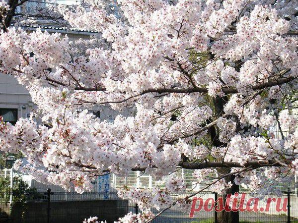 Пессимист в Интернете. - СОЗВЕЗДИЕ СЧАСТЬЯ - Группы Мой Мир