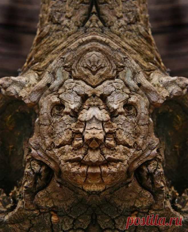 Загадочные существа в фотопроекте Элайдо Турко | Мир Фотографии