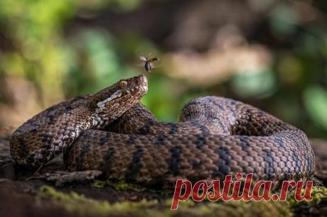 Крупный план. Победитель конкурса Close-Up Photographer 2021