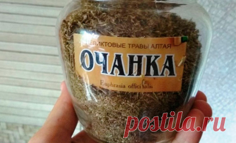 Очанка — спасительница зрения и памяти! Трава, которая заменит окулиста — если не лениться и правильно лечиться!