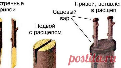 Как сделать прививку на яблоне весной?