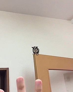 Сахарный поссум - это само очарование!