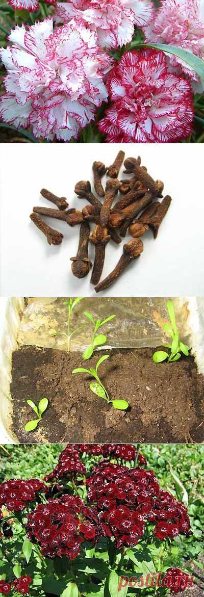 Как выращивать гвоздики в домашних условиях? Размножение гвоздики. | Мое подворье