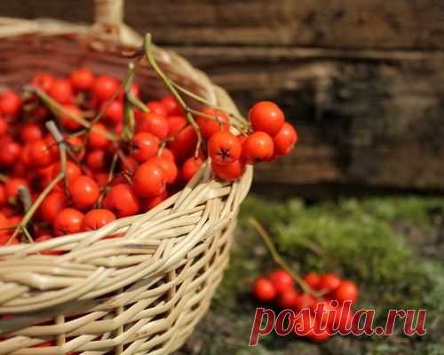 16 рецептов заготовки рябины впрок