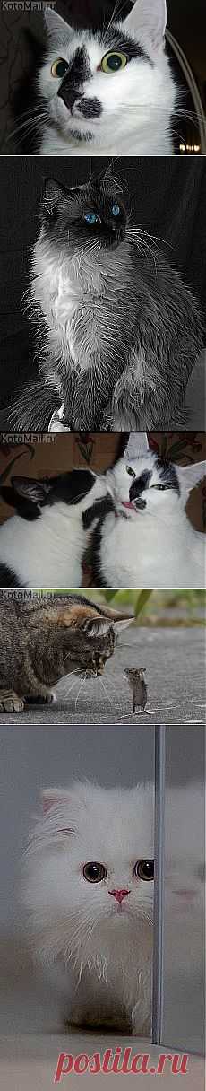 Land Rover Range Rover, 2007 и другие материалы. Новое в Вашей подборке на Постила.ru - ivaniha@inbox.ru - Почта Mail.Ru