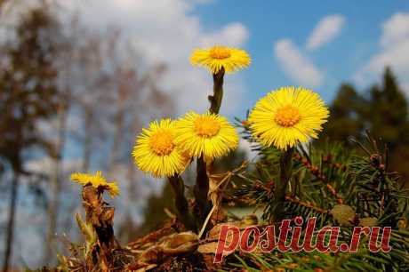 мать-и-мачеха