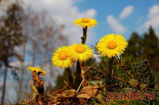 мать-и-мачеха