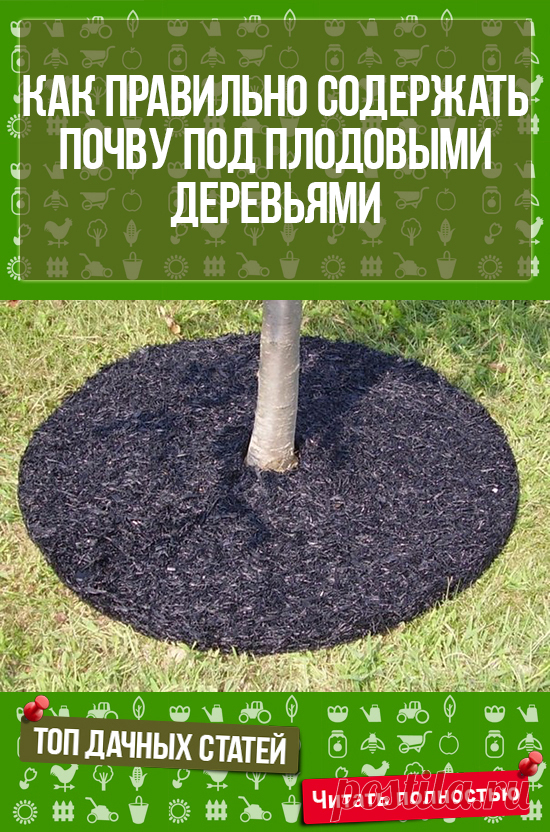 ЭТО НАДО ЗНАТЬ и уметь! КАК ПРАВИЛЬНО СОДЕРЖАТЬ ПОЧВУ ПОД ПЛОДОВЫМИ ДЕРЕВЬЯМИ