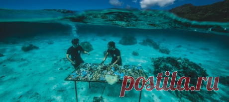 Коралловые рифы прекрасны и служат домом для множества подводных обитателей, но чрезвычайно хрупки — им угрожают штормы и выцветание. «Коралловые садовники» спасают обломки рифов, обреченные на смерть, и приглашают путешественников помочь им.