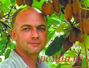 «Морозоустойчивые киви, которые я выращивал у дома, один из „доброжелателей“ вырубил топором»