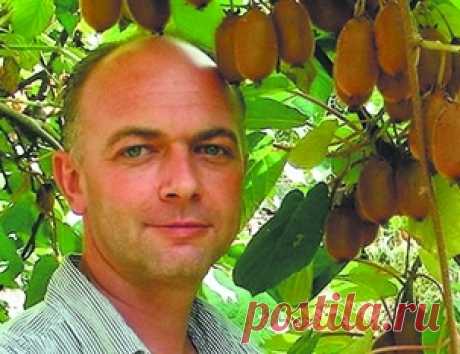 «Морозоустойчивые киви, которые я выращивал у дома, один из „доброжелателей“ вырубил топором»