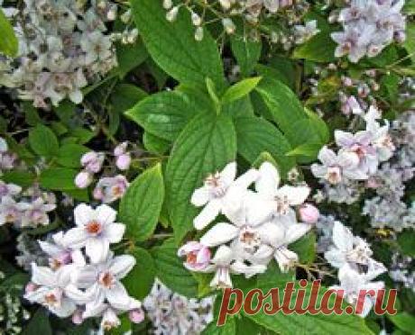 Кустарник дейция: посадка и уход, укрытие на зиму и размножение