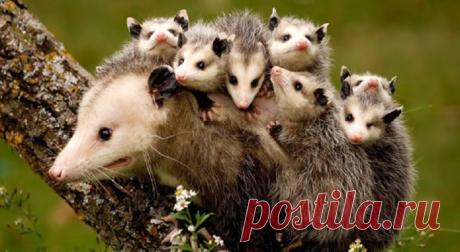 30 позитивных фотографий заботливых животных со своими малышами