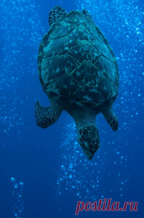 Прекрасные и удивительные коралловые рифы / Туристический спутник