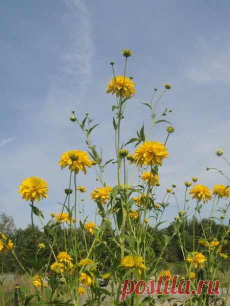 Цветы | Фотографии сергей ефременко | 9668 фото