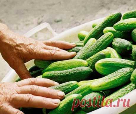 КАК ПОЛУЧИТЬ В МАЕ УЖЕ ГОТОВЫЕ ОГУРЦЫ?
