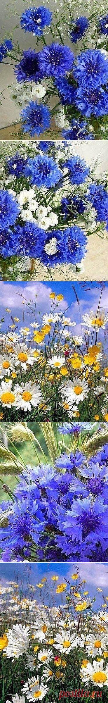 (19) Одноклассники