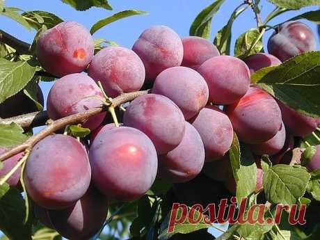 УДОБРЯЕМ СЛИВУ ПРАВИЛЬНО

1. В течение первого года после посадки удобрять сливу не нужно, а в последующие три года достаточно лишь внесения весной мочевины по 20 г на 1 кв.м.

2. После начала плодоношения каждый год на 1 м2приствольного круга вносят 10 кг навоза или компоста, 25 г мочевины, 60 г простого или двойного суперфосфата, 20 г хлористого калия или 200 г древесной золы.

3. Во время полного плодоношения норму органических удобрений увеличивают до 15–20 кг на 1 м2,...