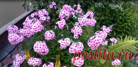 Флоксы. Появился белый налет. Лечение! — 6 соток