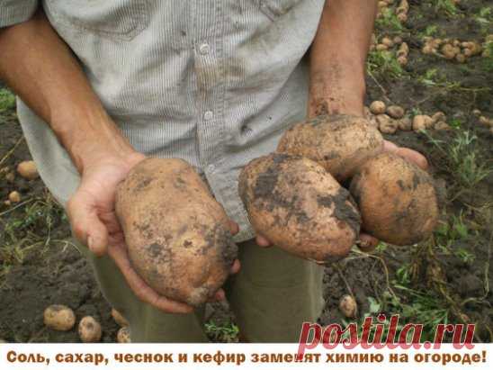 Иногда нам и в голову не приходит, что удобрения и ядохимикаты могут заменить самые обычные продукты - соль, сахар, чеснок, кефир, горчица.
Вот, например, появились на томатах первые признаки фитофтороза. Чтобы спасти плоды, надо ускорить их созревание. В этих целях обычно рекомендуют подкормить томаты калием и фосфором. Но есть способ проще. Возьмите на 1 л воды 100 г поваренной соли и этим раствором опрысните заболевшие растения. После такой иезуитской операции листья пожелтеют и опадут, рост
