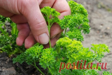 Сажаем петрушку с... мясистыми корнями