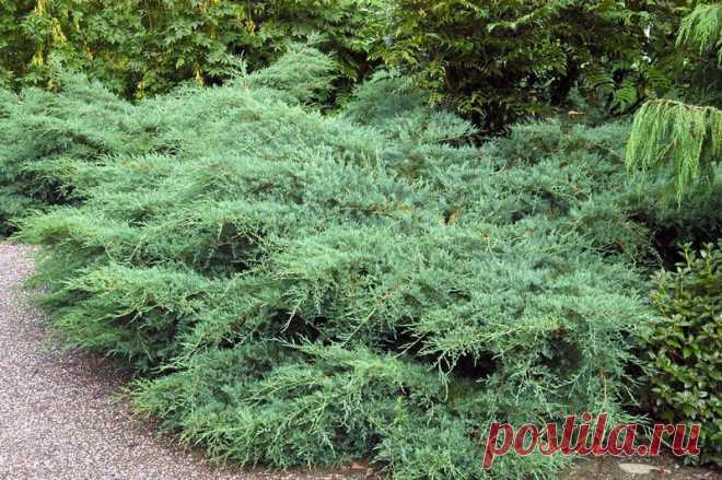 Как вырастить можжевельник на даче — 6 соток
