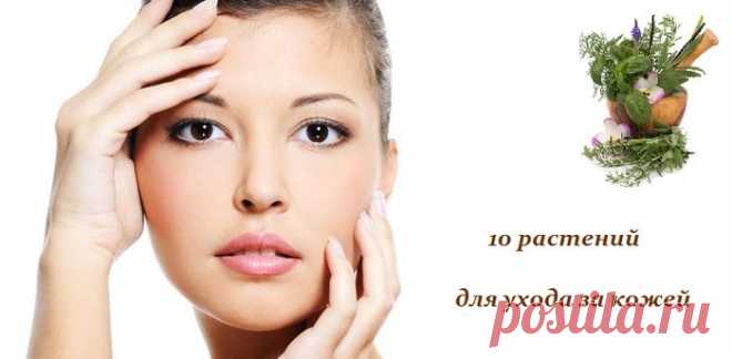 10 растений для ухода за кожей