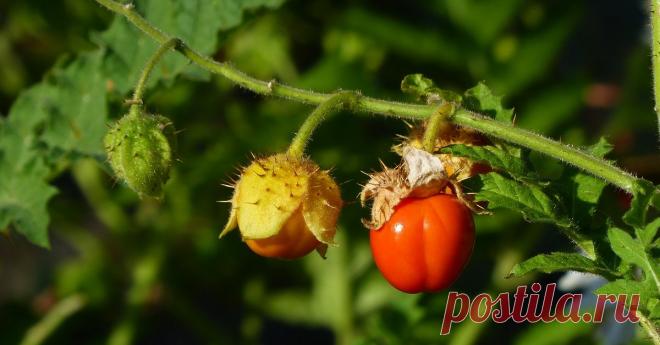 Колючий томат личи – растим в средней полосе Вы когда-нибудь видели растение, одновременно напоминающее розу, картошку и экзотический фрукт? Удивитесь, но такое чудо может расти и на вашей даче.