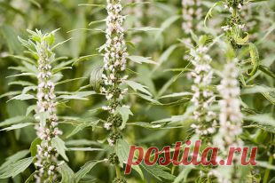 Пустырник пятилопастный: свойства, польза и лечебное применение | Полезные инструкции от aif.ru