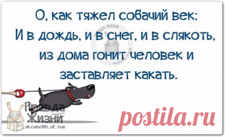 Прикольные фразочки в картинках