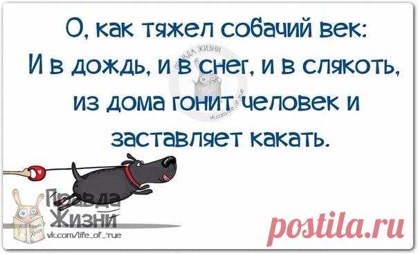Прикольные фразочки в картинках